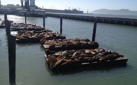 Sjøløver ved San Francisco Bay.